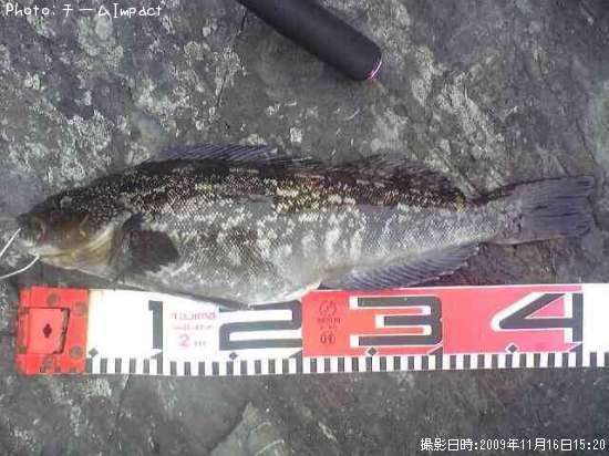 �����ʥ�