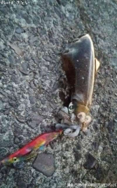 �����ꥤ��