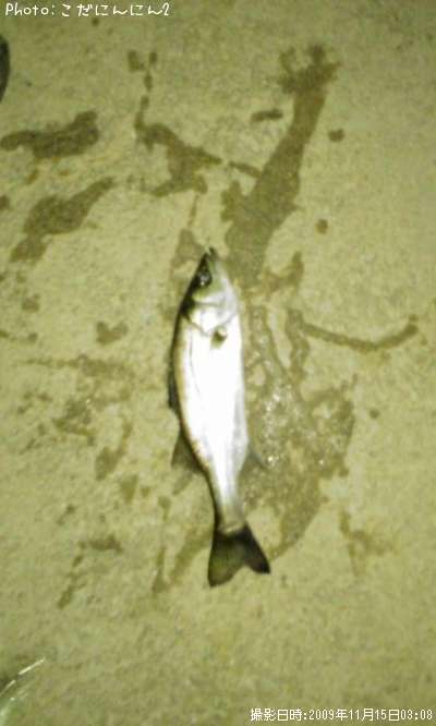 �����Х�