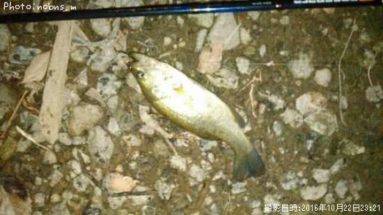 �֥�å��Х�