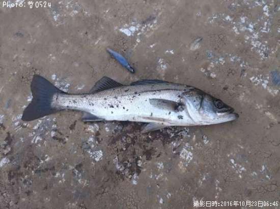 �������Х�