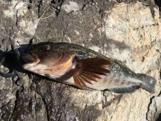 �����ʥ�