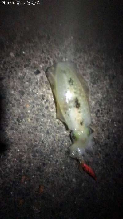 �����ꥤ��