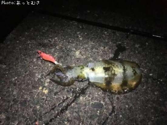 �����ꥤ��