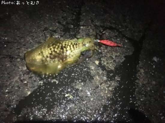 �����ꥤ��