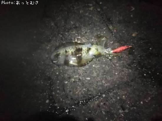 �����ꥤ��