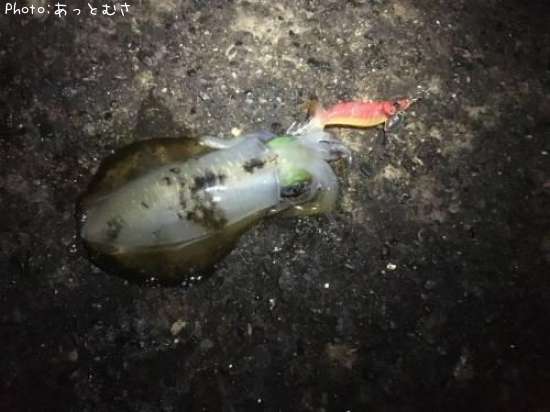 �����ꥤ��