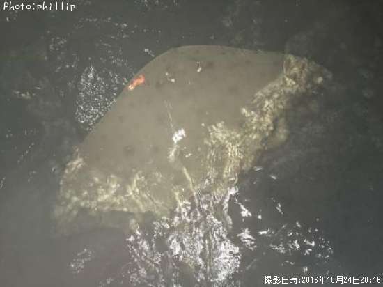 �ĥХ�������