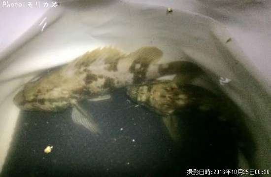 �����Υ���Х�