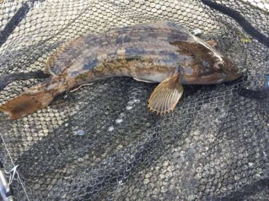 �����ʥ�