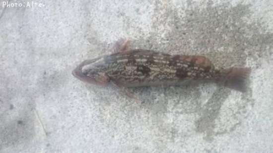 �����ʥ�