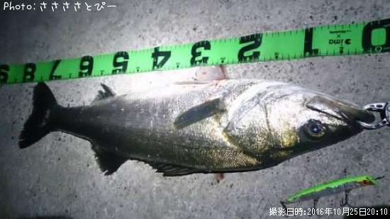 ��󥫡������Х�