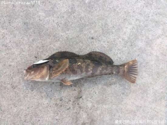 �����ʥ�