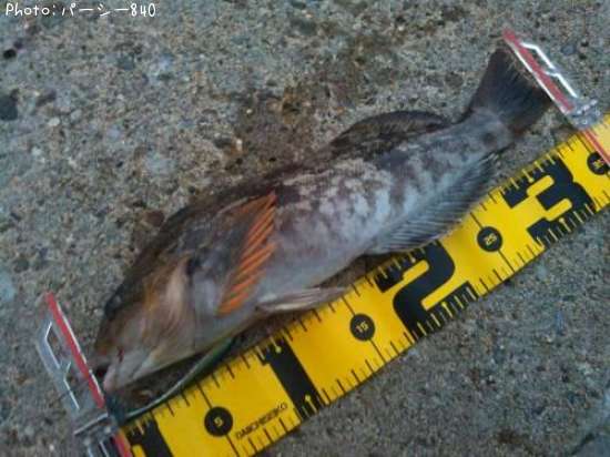 �����ʥ�