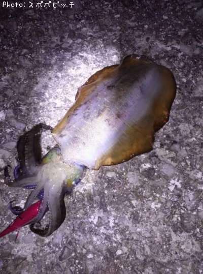 �����ꥤ��