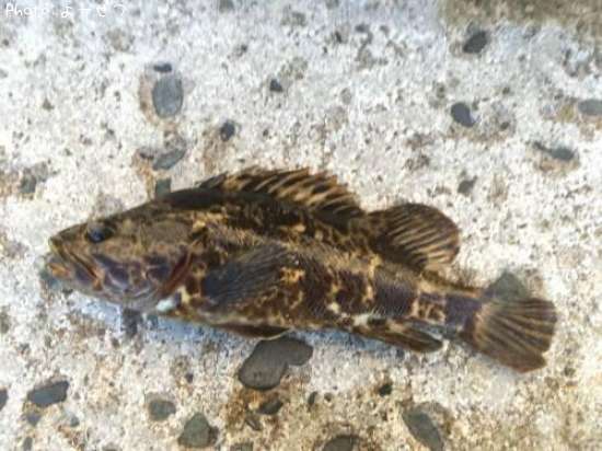 �����Υ���Х�