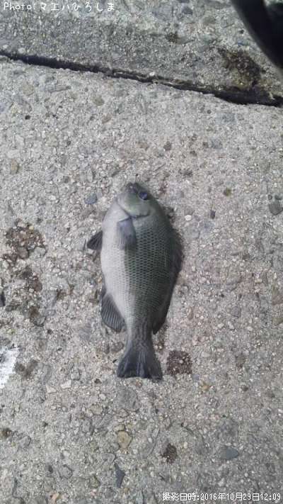 �ߥ˥ߥ˥���