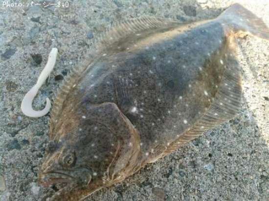 �ҥ��ʥ�����