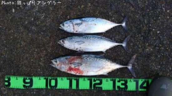 ���ޥ��ĥ�