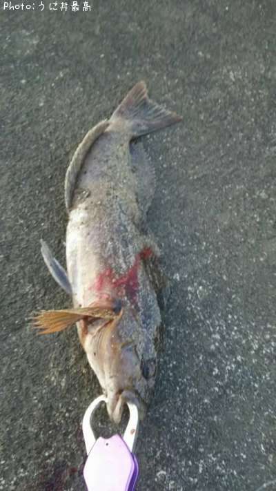 �����ʥ�