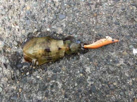 �����ꥤ��