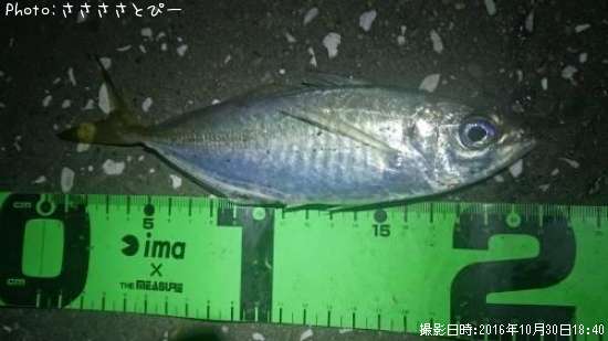 ��������Х�