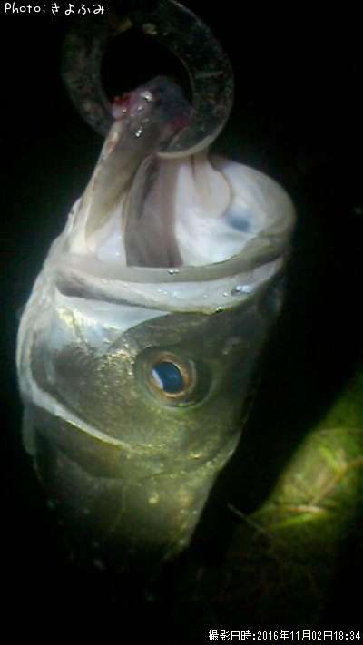 �����Х�