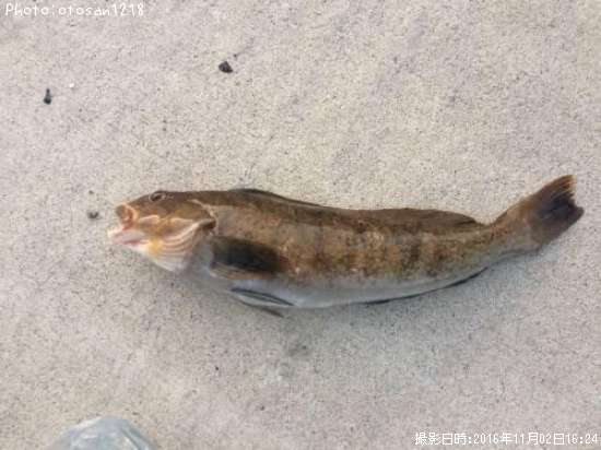 �����ʥ�