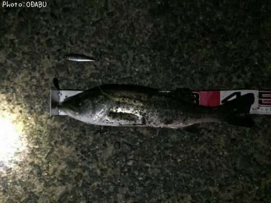 �����Х�