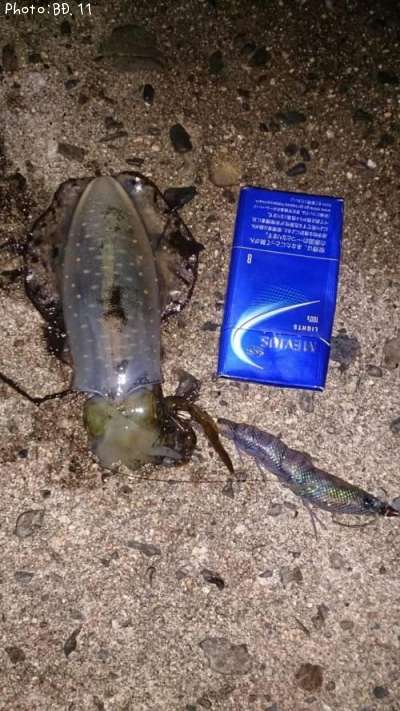 �����ꥤ��