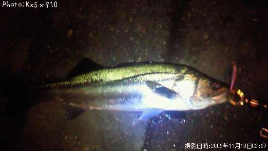 �����Х�