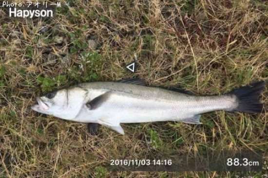 �����Х�