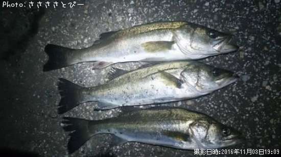 �����Х�����Х�