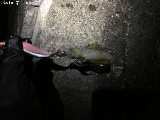 �����ꥤ��