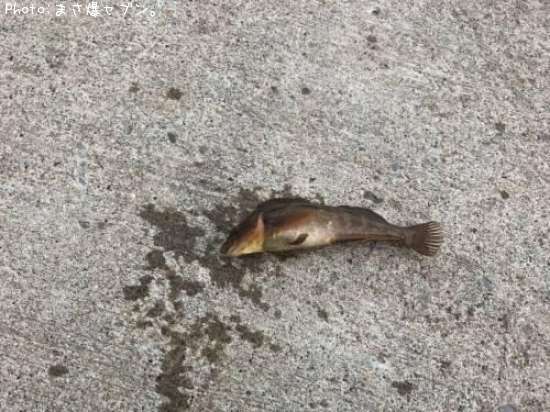 �����ʥ�