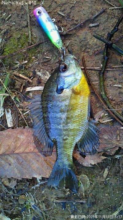 �֥롼����