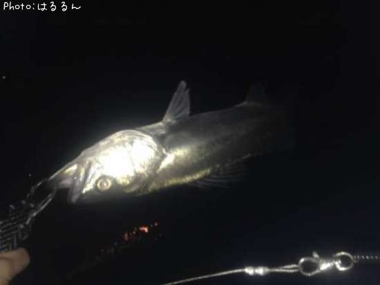 �����Х�