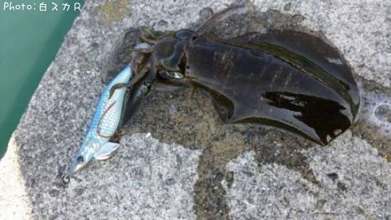 �����ꥤ��