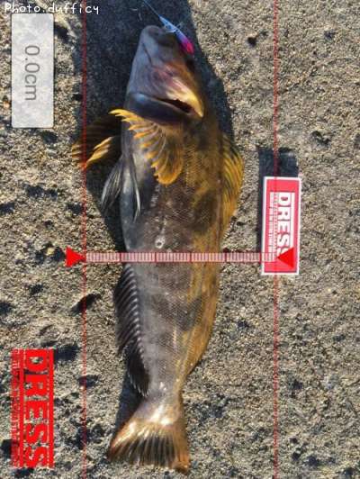 �����ʥ�