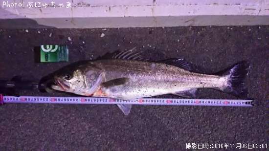 �����Х�