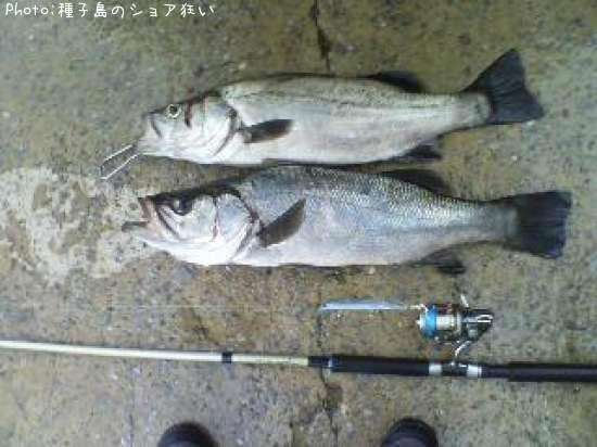 �ҥ饹����