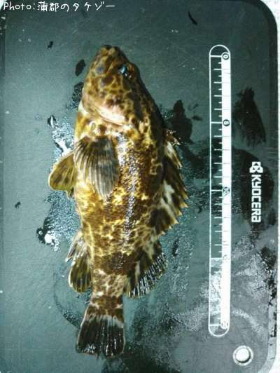 �����Υ���Х�