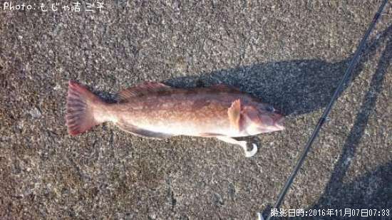 �����ʥ�