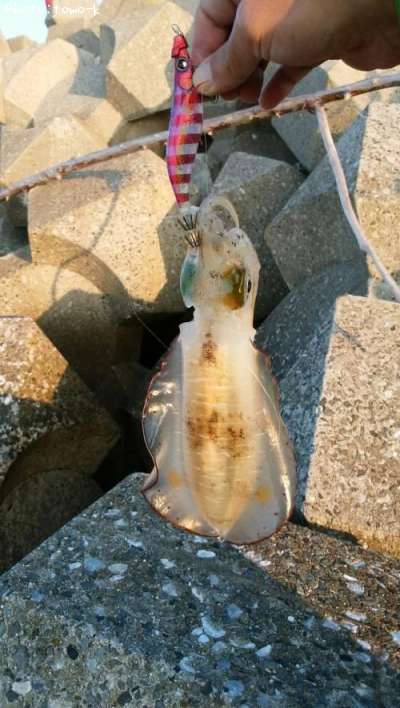 �����ꥤ��