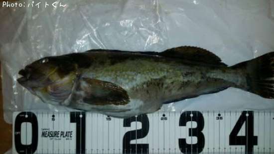 �����ʥ�