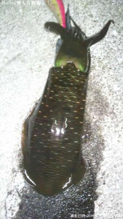 �����ꥤ��