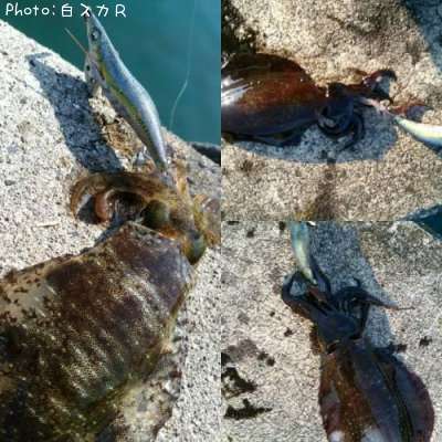 �����ꥤ��