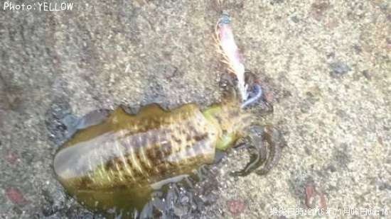 �����ꥤ��