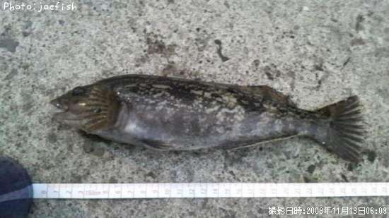 �����ʥ�