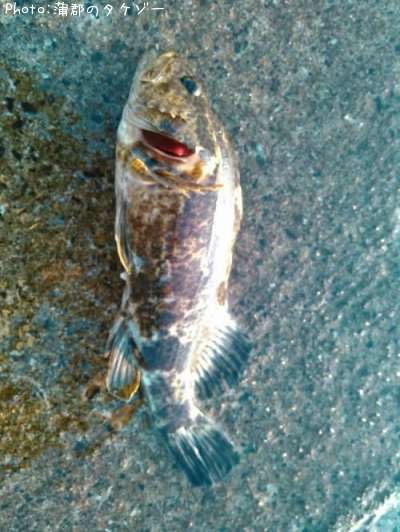 �����Υ���Х�